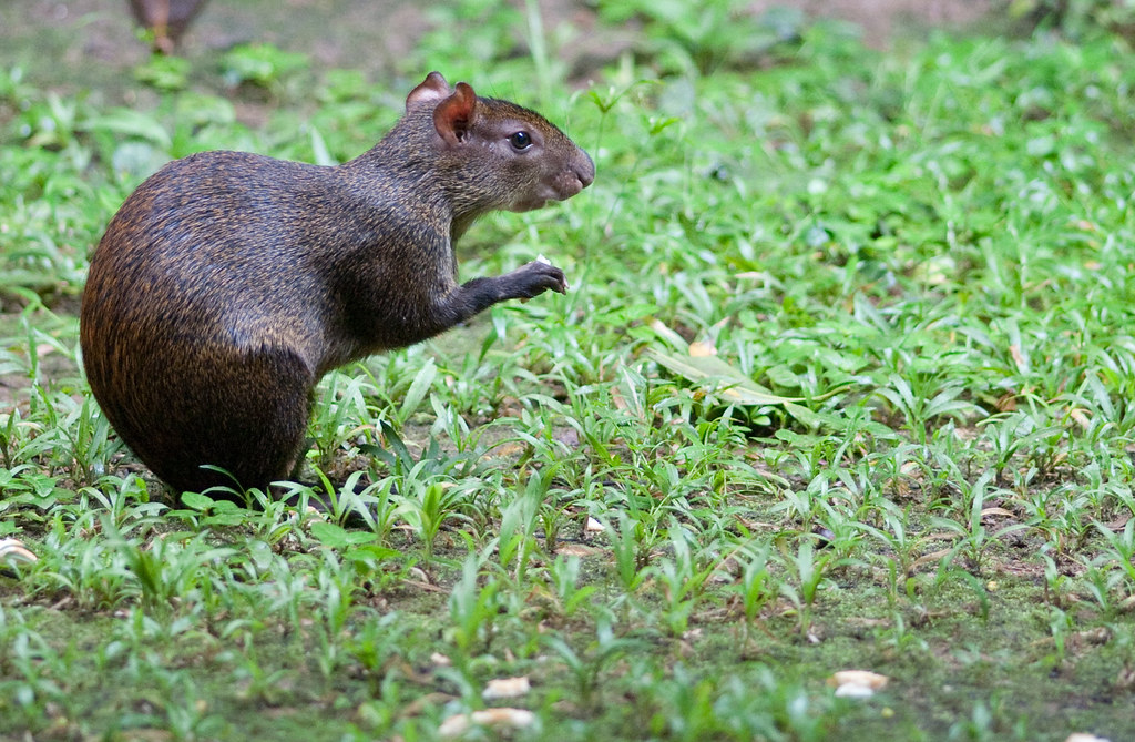 Adorable Animals from Costa Rica