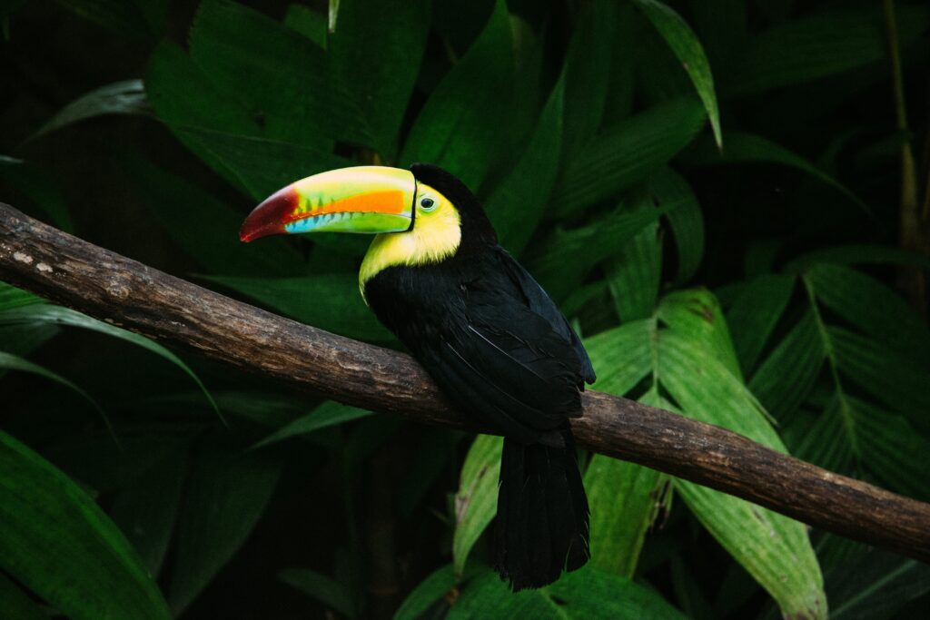 Adorable Animals from Costa Rica