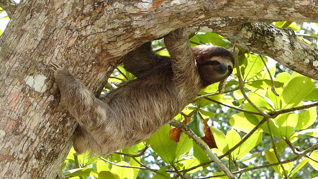 Adorable Animals from Costa Rica