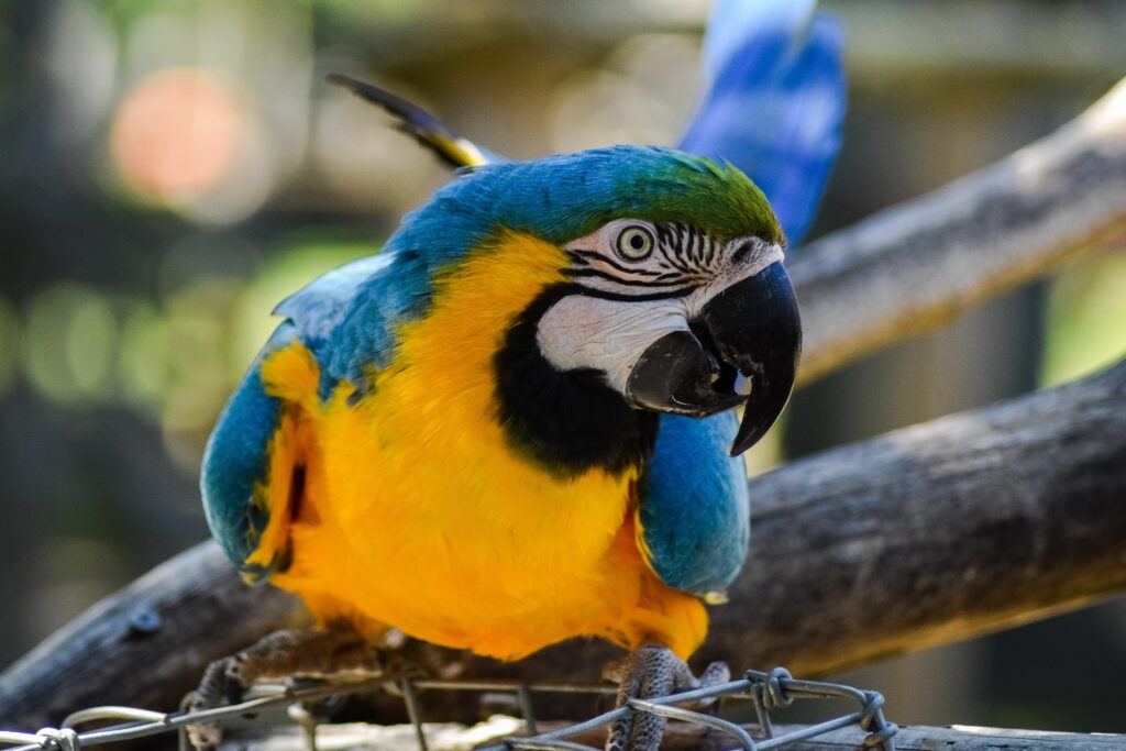 Adorable Animals from Costa Rica