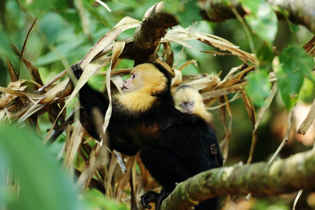 Adorable Animals from Costa Rica